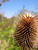 DSCN0906.JPG